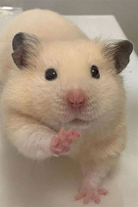 CUTE HAMSTER ️‍🔥 | Cute hamsters, Cute small animals, Hamster pics