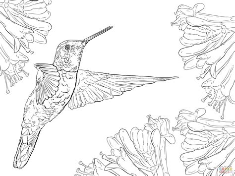 Hummingbird Coloring Pages Printable at GetDrawings | Free download