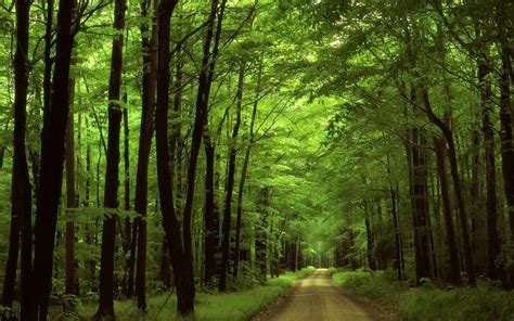 Greenery Wallpapers - Wallpaper Cave