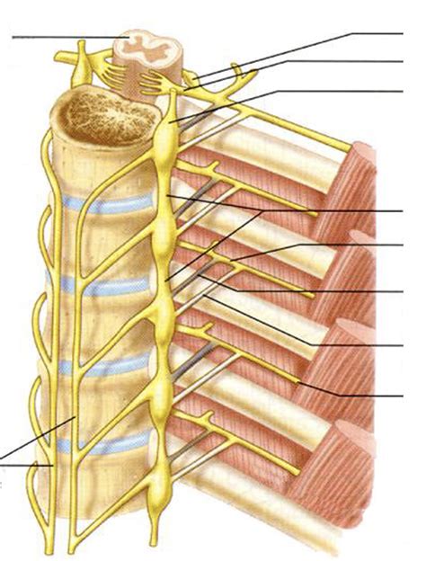 Thoracic Paravertebral Sympathetic Ganglia Diagram | Quizlet