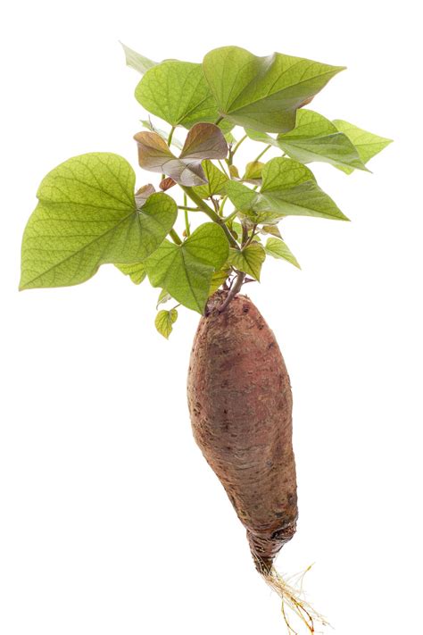 Growing Sweet Potatoes Companion Plants at Daniel Gilmore blog