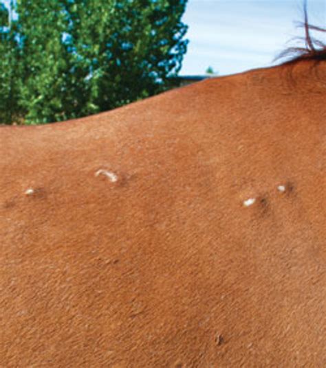 skin bumps   horse