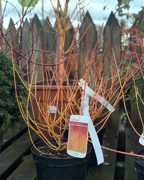 Gardeners love trioscape garden centre highleadon newent cafe 32