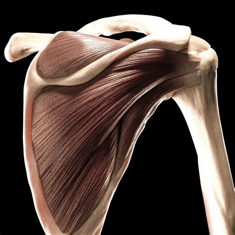 simple  effective rotator cuff exercises     home