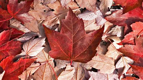 Red maple leaves, Canada HD wallpaper | Wallpaper Flare