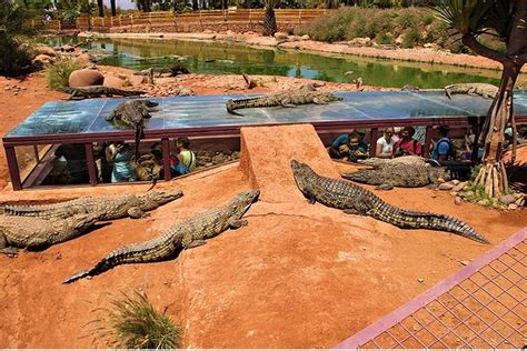 Croco Park From Agadir Port | Tour Agency in Morocco | Special Holidays ...