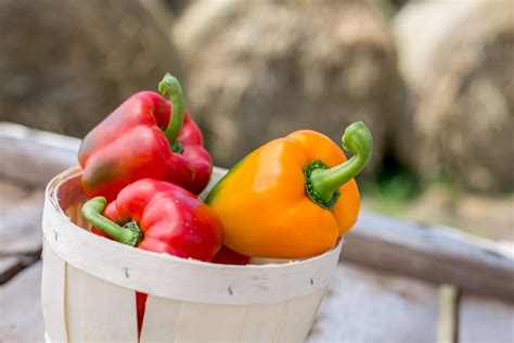 Sweet Peppers – Stokdijk Greenhouses, Ltd