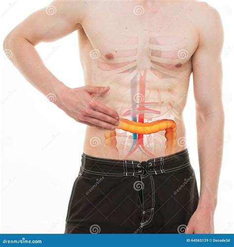 Abdominal Pain - Colon Intestine Right Side Pain - REAL Anatomy Stock