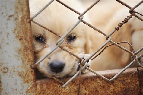 Puppy Mill Cages