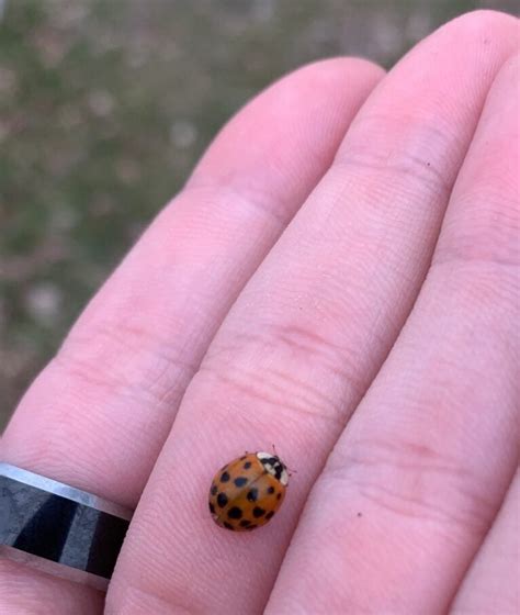 Are Ladybugs Poisonous? 5 Facts and Myths