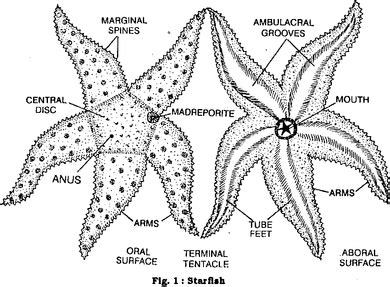 Common Starfish - Digestive systems