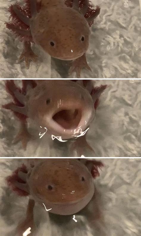 84 Cute Axolotl Pictures Because Life’s Too Short For Just Cats And ...