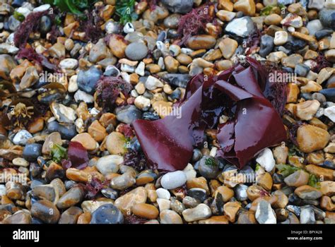 red sea weed  pebbles stock photo alamy