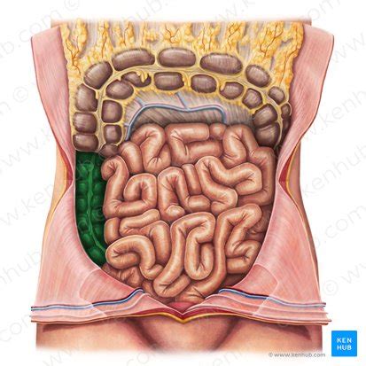 The anatomy of the ascending colon | Kenhub