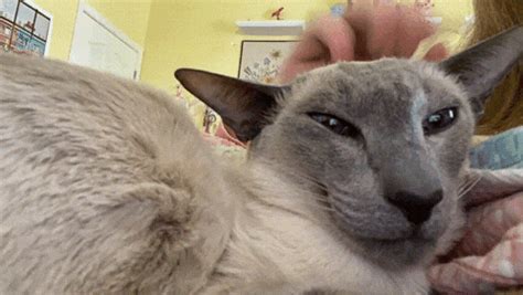 juneau juneau blue gif juneau juneau blue agony discover share gifs