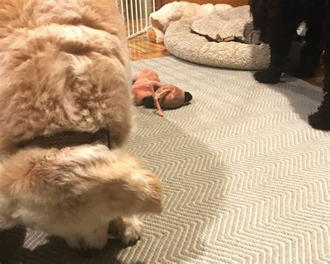 Thinking of adding a second dog to your home? — Mundy Dogs