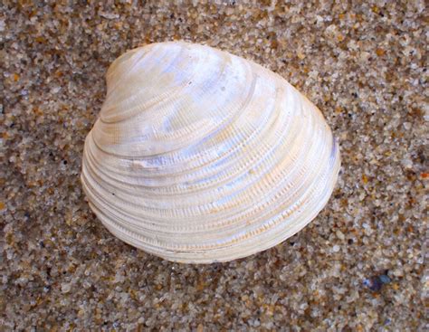 oldest clam  recorded