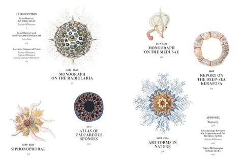 The Art and Science of Ernst Haeckel - Natural History Curiosities