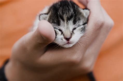 Отличить котенка мальчика от котенка девочки фото