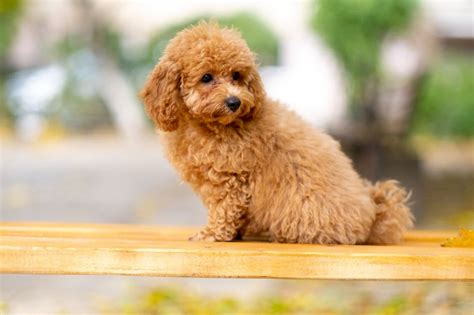 Toy Poodle Dog