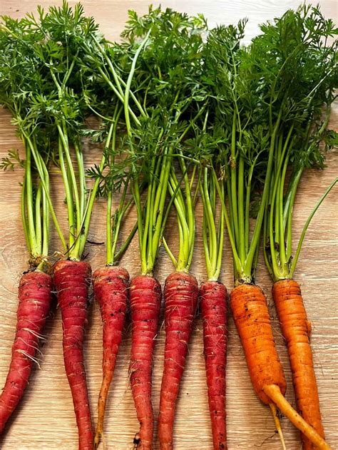 Growing carrots - Raised Bed Gardening Guide