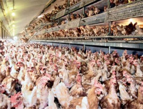 Ghana Has 21m Chickens