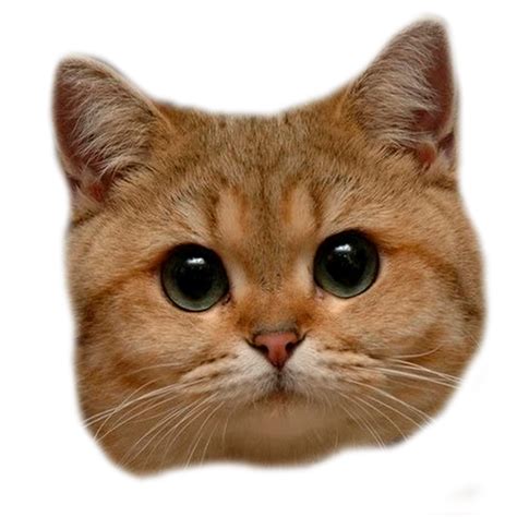 cat head png  madcatmd  deviantart