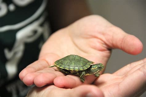 6 Turtles That Stay Small - [The Best Pets Based on Your Experience]