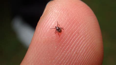 conseils pour eviter les morsures de tiques