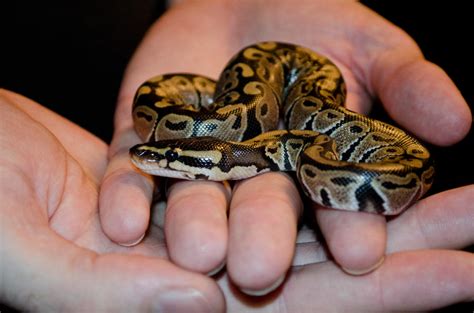 baby ball python  cinestress  deviantart