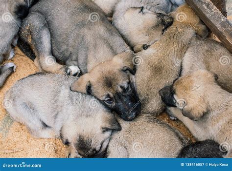 Turkish Breed Shepherd Dog Puppies Kangal As Guarding Dog Stock Image ...