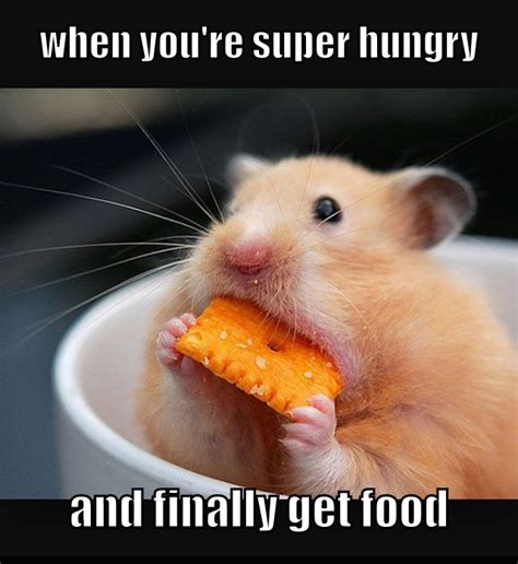 foood meme  perkele memedroid