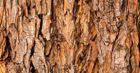 Que Faire Avec L’Écorce D’Un Arbre – PFPLCP