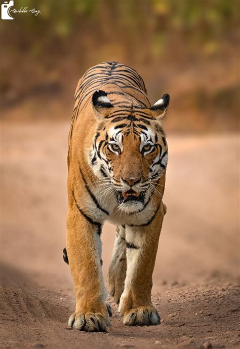 Saving Wild Tigers | Trumbull CT
