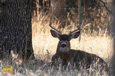 3x3 Blacktail Buck Post Season 2015