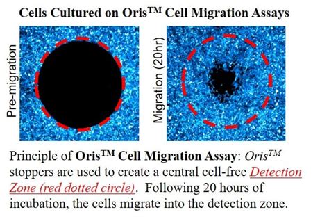 Cell-Migration-Assay | Platypus Technologies