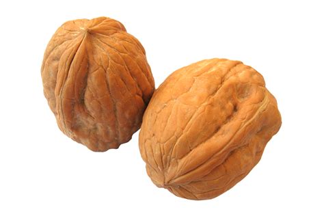 Walnut | Forest Essentials
