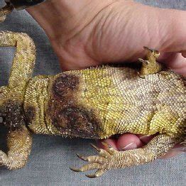 (PDF) Deep fungal dermatitis in three inland Bearded Dragons (Pogona ...