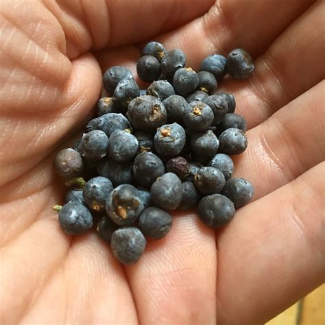 Juniper: An Aromatic Evergreen — Four Season Foraging