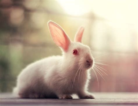 Фотографии милых кроликов Арефин (Arefin) (18 фото) — FotoJoin
