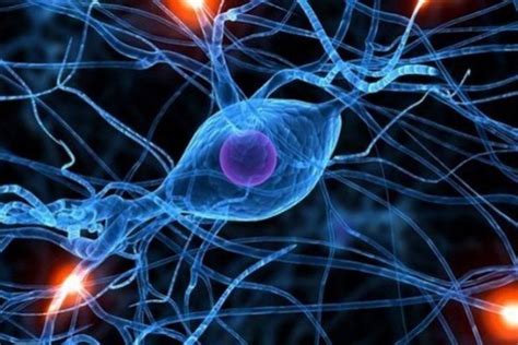 sel sel  tubuh manusia  mampu hidup   lho