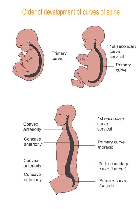 Illustration showing the order of development of curves of spine