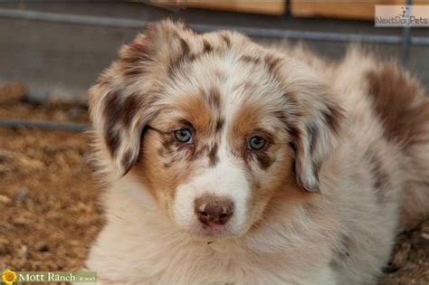 Mini Australian Shepherd Puppies Red Merle