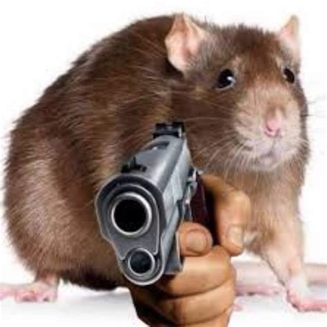 Create meme "hamster, a rat with a gun" - Pictures - Meme-arsenal.com