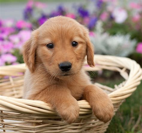 dark golden retriever puppy