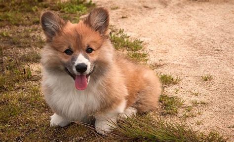 top  corgi mixes  evelyn vaughn blog