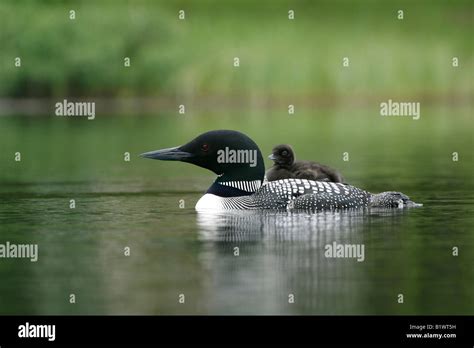 Baby loon hi-res stock photography and images - Alamy