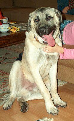 Belgian Mastiff (Matin Beige) (Chien de Trait) (Belgian Draft Mastiff ...