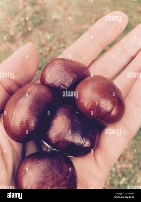 brown autumn chestnut stock photo alamy