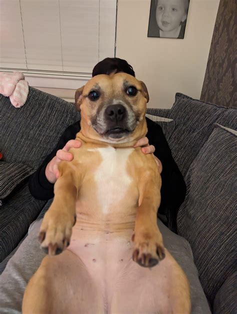 found a sea creature washed up on the beach, kinda dumb lookin : r/lies